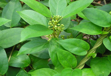 Gymnema