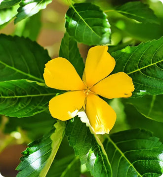 __Over 30 Hormone Support__