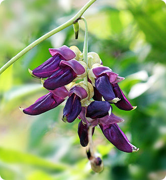 __Over 30 Hormone Support__