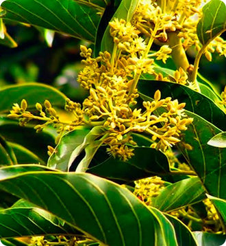 __Over 30 Hormone Support__