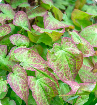 __Over 30 Hormone Support__