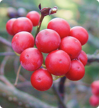 __Over 30 Hormone Support__