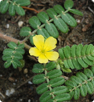 __Over 30 Hormone Support__