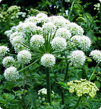 __Over 30 Hormone Support__