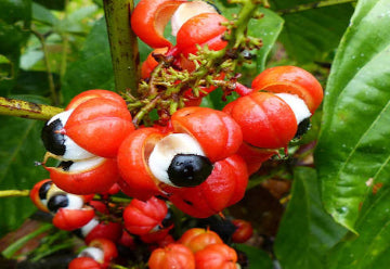 Guarana